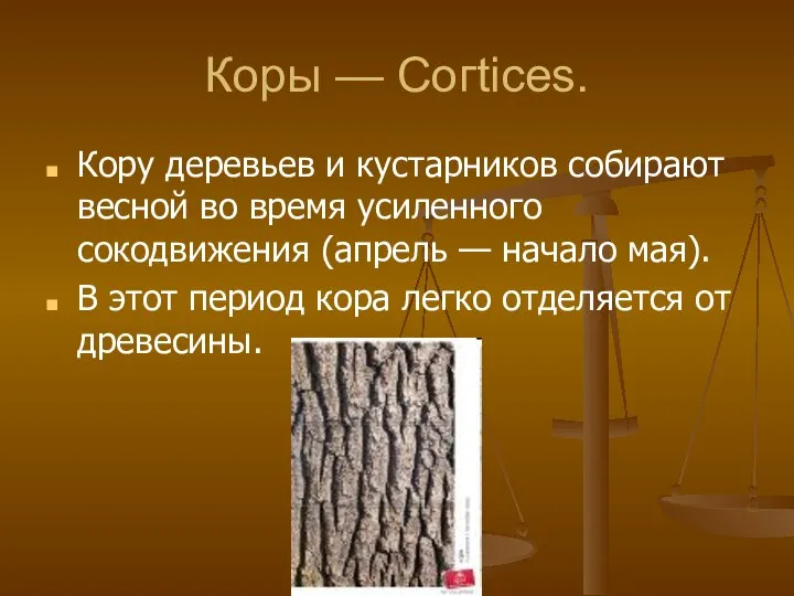 Коры — Согtices. Кору деревьев и кустарников собирают весной во время