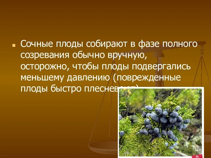 Сочные плоды собирают в фазе полного созревания обычно вручную, осторожно, чтобы