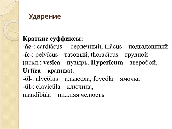 Ударение Краткие суффиксы: -ăс-: cardiăcus – сердечный, iliăcus – подвздошный -ĭc-: