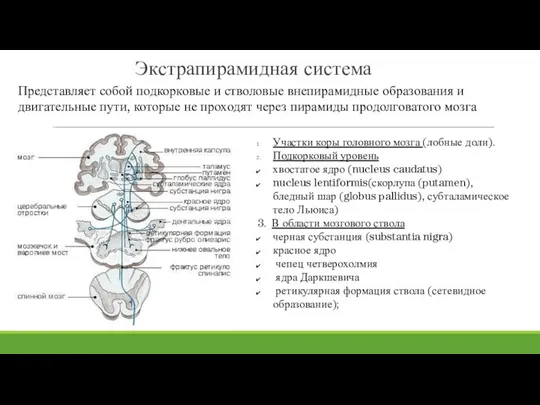 Экстрапирамидная система Представляет собой подкорковые и стволовые внепирамидные образования и двигательные