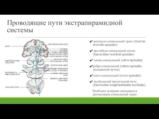 Проводящие пути экстрапирамидной системы ретикуло-спинальный тракт (tractus reticulo-spinalis) вестибуло-спинальный пучок (fasciculus