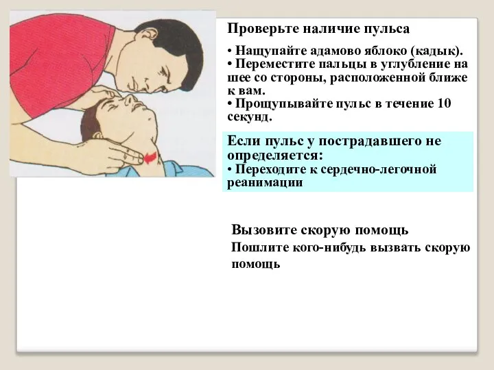 Проверьте наличие пульса • Нащупайте адамово яблоко (кадык). • Переместите пальцы