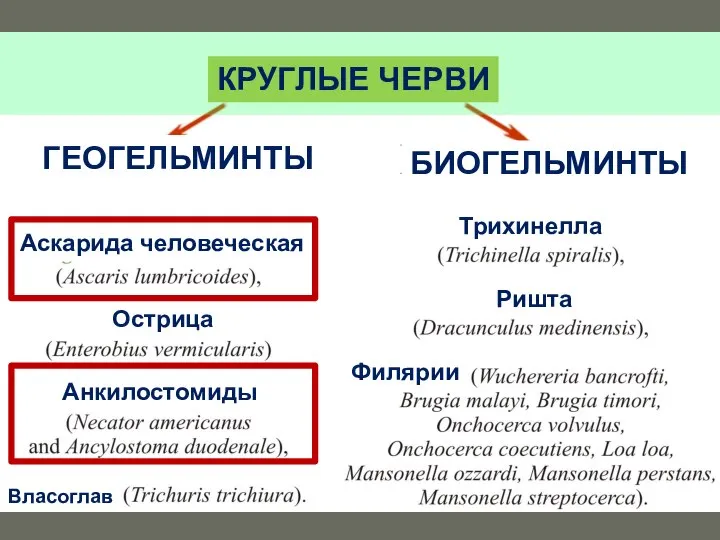 КРУГЛЫЕ ЧЕРВИ ГЕОГЕЛЬМИНТЫ БИОГЕЛЬМИНТЫ Аскарида человеческая Острица Анкилостомиды Власоглав Трихинелла Ришта Филярии