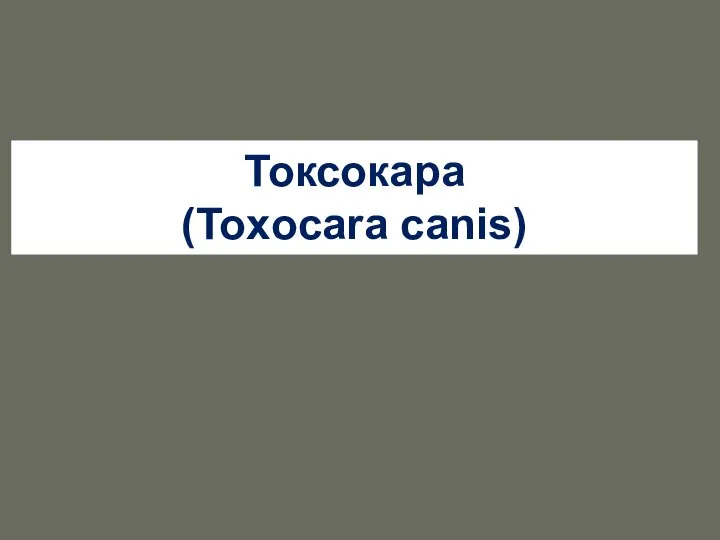 Токсокара (Toxocara canis)