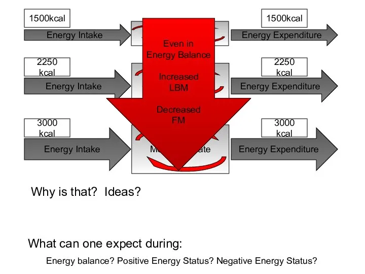 Energy Expenditure Energy Intake Energy Expenditure Energy Intake Energy Expenditure Energy