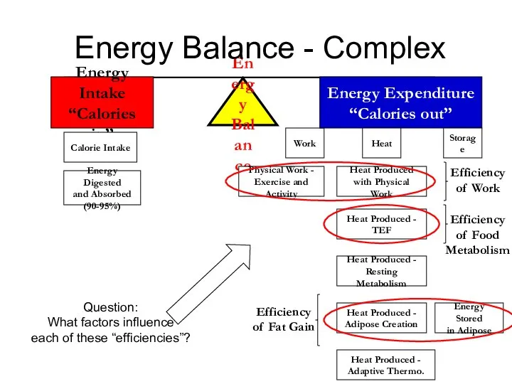 Efficiency of Food Metabolism Energy Balance Energy Intake “Calories in” Work