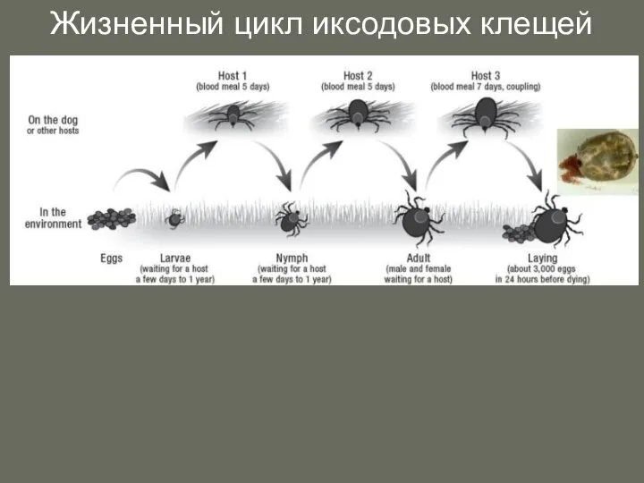 Жизненный цикл иксодовых клещей