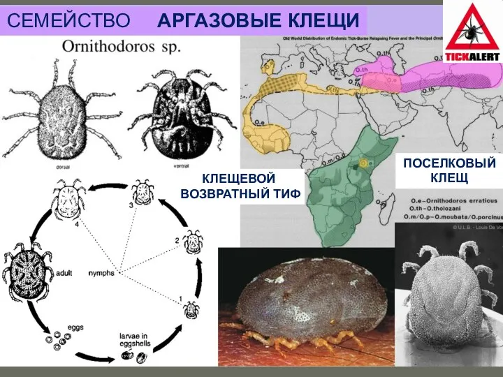 СЕМЕЙСТВО АРГАЗОВЫЕ КЛЕЩИ КЛЕЩЕВОЙ ВОЗВРАТНЫЙ ТИФ ПОСЕЛКОВЫЙ КЛЕЩ