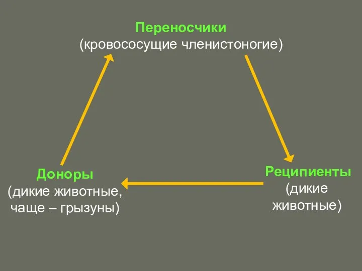 Переносчики (кровососущие членистоногие) Доноры (дикие животные, чаще – грызуны) Реципиенты (дикие животные)