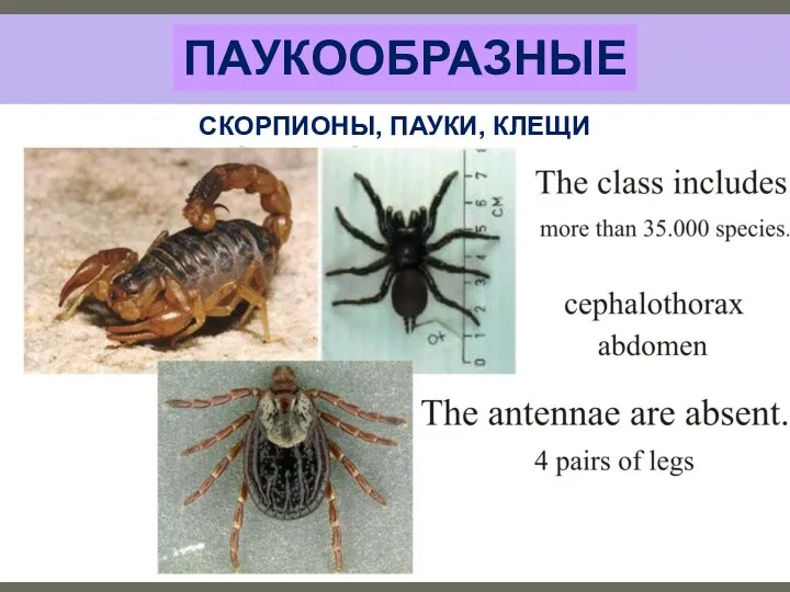 ПАУКООБРАЗНЫЕ СКОРПИОНЫ, ПАУКИ, КЛЕЩИ