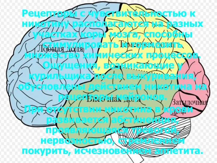 Рецепторы с чувствительностью к никотину располагаются на разных участках коры мозга,