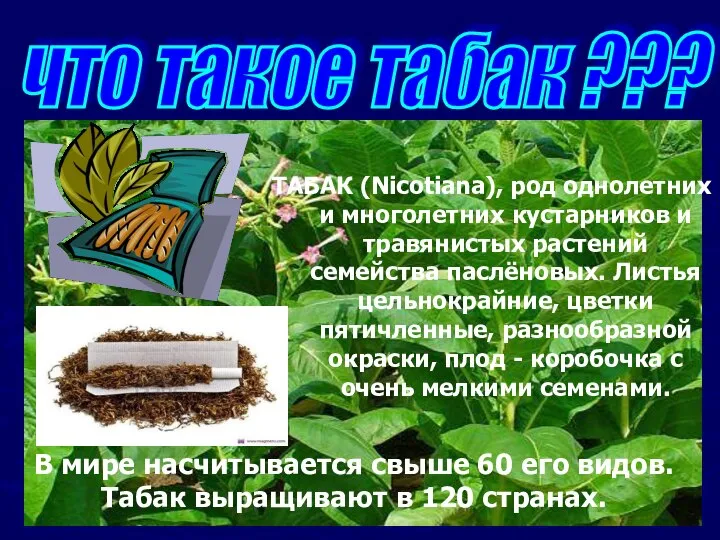 ТАБАК (Nicotiana), род однолетних и многолетних кустарников и травянистых растений семейства