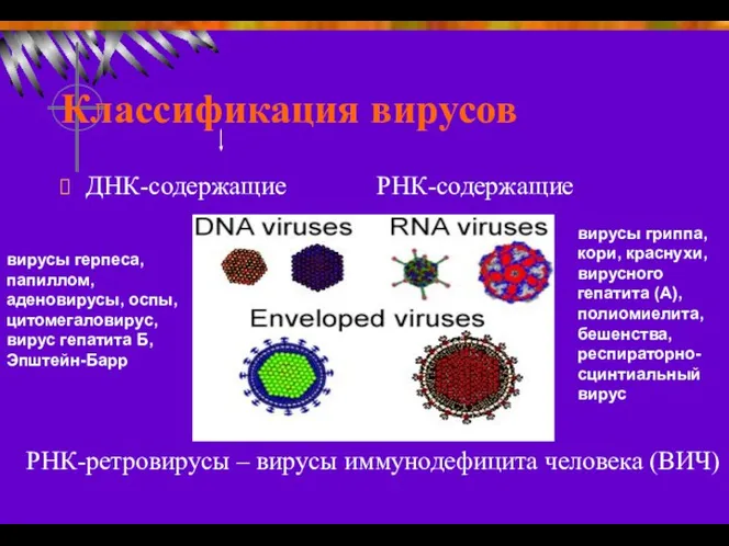 Классификация вирусов ДНК-содержащие РНК-содержащие вирусы герпеса, папиллом, аденовирусы, оспы, цитомегаловирус, вирус