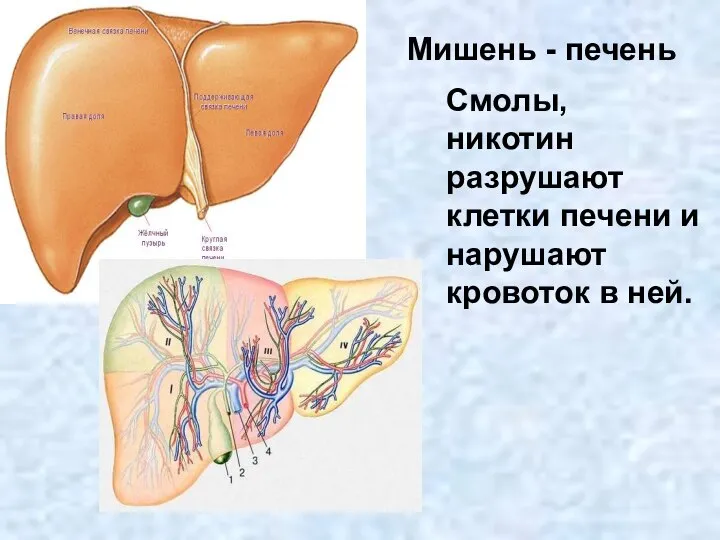 Мишень - печень Смолы, никотин разрушают клетки печени и нарушают кровоток в ней.