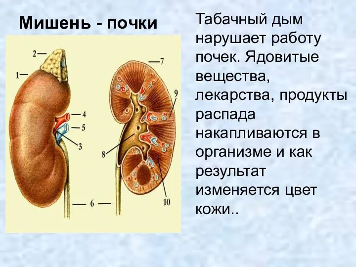 Мишень - почки Табачный дым нарушает работу почек. Ядовитые вещества, лекарства,