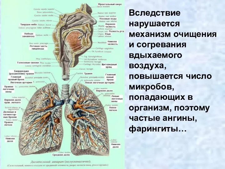 Вследствие нарушается механизм очищения и согревания вдыхаемого воздуха, повышается число микробов,