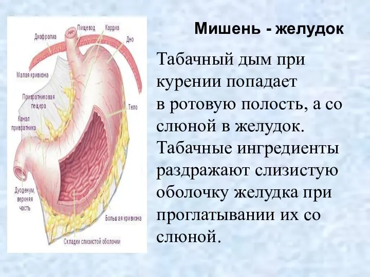 Мишень - желудок Табачный дым при курении попадает в ротовую полость,