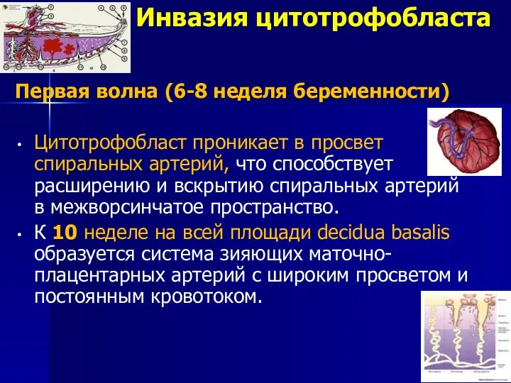 Инвазия цитотрофобласта Первая волна (6-8 неделя беременности) Цитотрофобласт проникает в просвет