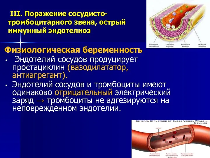 III. Поражение сосудисто-тромбоцитарного звена, острый иммунный эндотелиоз Физиологическая беременность Эндотелий сосудов