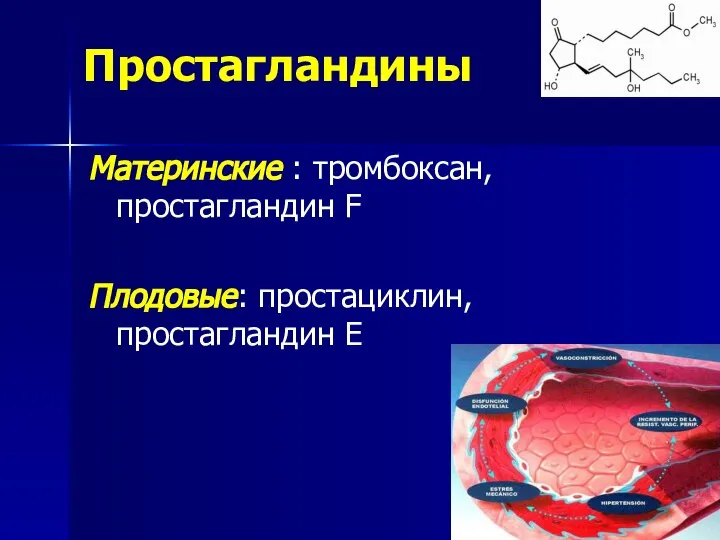 Простагландины Материнские : тромбоксан, простагландин F Плодовые: простациклин, простагландин Е