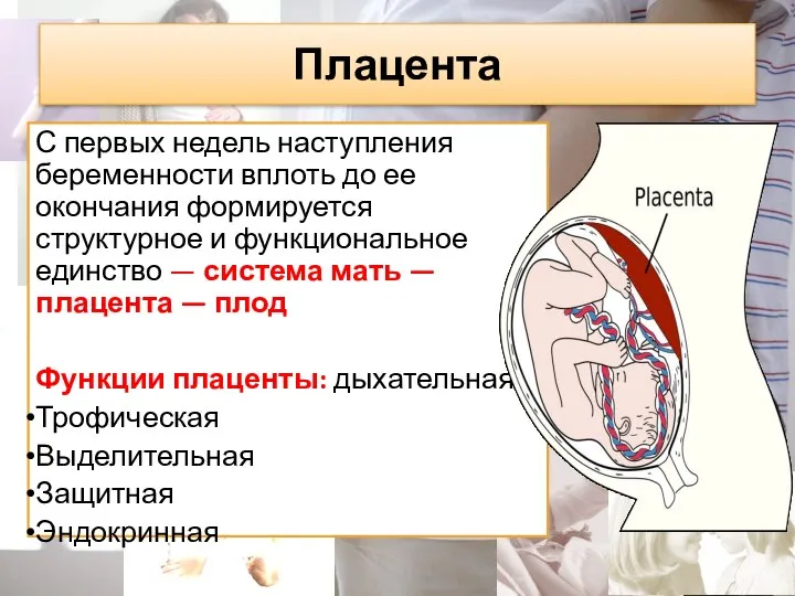 Плацента С первых недель наступления беременности вплоть до ее окончания формируется