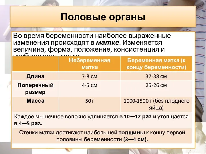 Половые органы Во время беременности наиболее выраженные изменения происходят в матке.