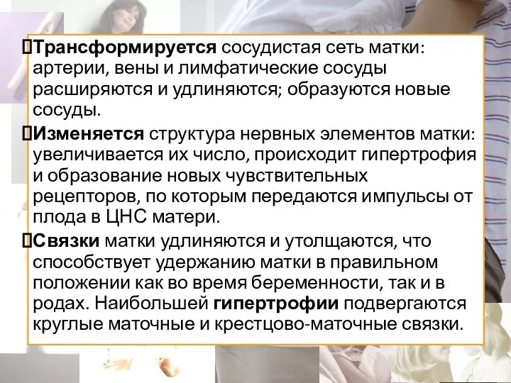 Трансформируется сосудистая сеть матки: артерии, вены и лимфатические сосуды расширяются и