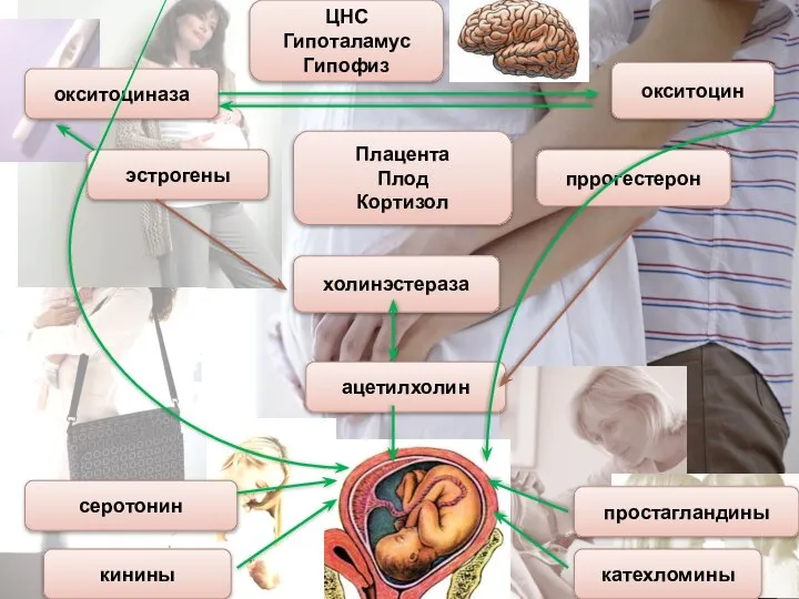 кинины серотонин холинэстераза ацетилхолин простагландины катехломины окситоцин окситоциназа эстрогены Плацента Плод Кортизол ЦНС Гипоталамус Гипофиз пррогестерон