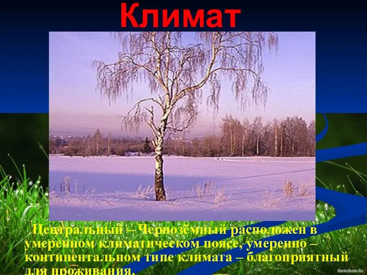 Климат Центральный – Чернозёмный расположен в умеренном климатическом поясе, умеренно –