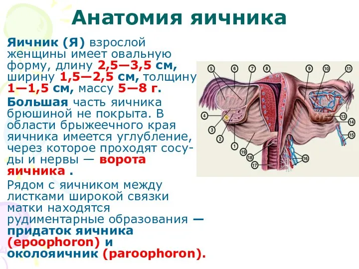 Анатомия яичника Яичник (Я) взрослой женщины имеет овальную форму, длину 2,5—3,5