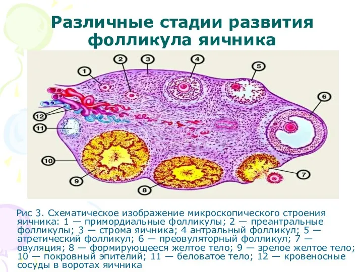 Различные стадии развития фолликула яичника Рис 3. Схематическое изображение микроскопического строения