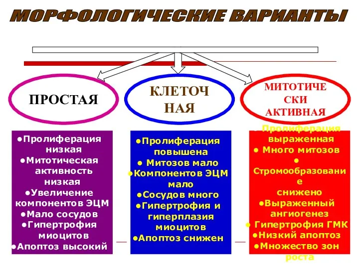 МОРФОЛОГИЧЕСКИЕ ВАРИАНТЫ РОСТА МИОМЫ МАТКИ ПРОСТАЯ КЛЕТОЧНАЯ МИТОТИЧЕСКИ АКТИВНАЯ Пролиферация низкая