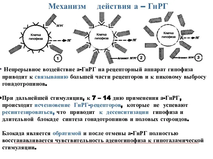 Механизм действия а – ГнРГ Непрерывное воздействие а-ГнРГ на рецепторный аппарат