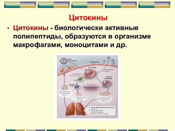 Цитокины Цитокины - биологически активные полипептиды, образуются в организме макрофагами, моноцитами и др.