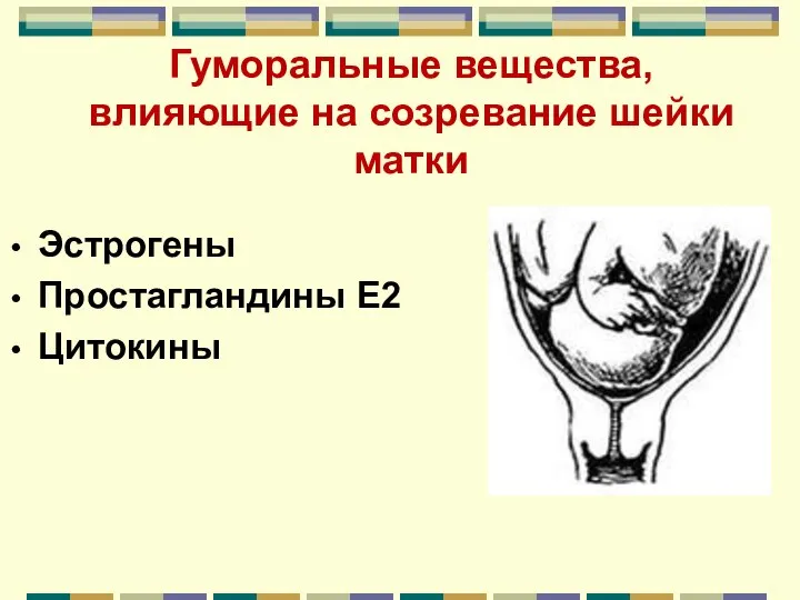 Гуморальные вещества, влияющие на созревание шейки матки Эстрогены Простагландины Е2 Цитокины