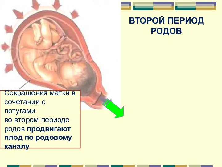 ВТОРОЙ ПЕРИОД РОДОВ Сокращения матки в сочетании с потугами во втором