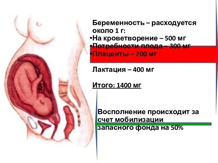 Беременность – расходуется около 1 г: На кроветворение – 500 мг