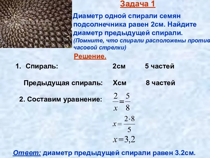 Задача 1 Диаметр одной спирали семян подсолнечника равен 2см. Найдите диаметр