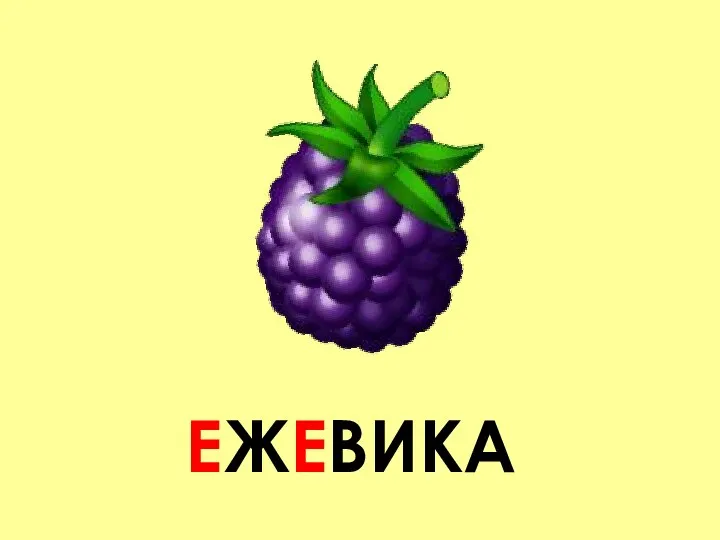 ЕЖЕВИКА