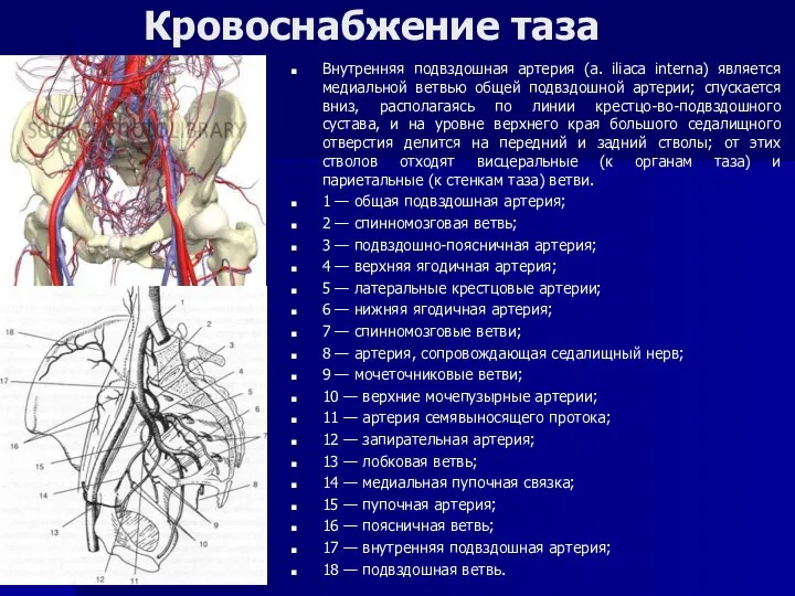 Кровоснабжение таза Внутренняя подвздошная артерия (a. iliaca interna) является медиальной ветвью