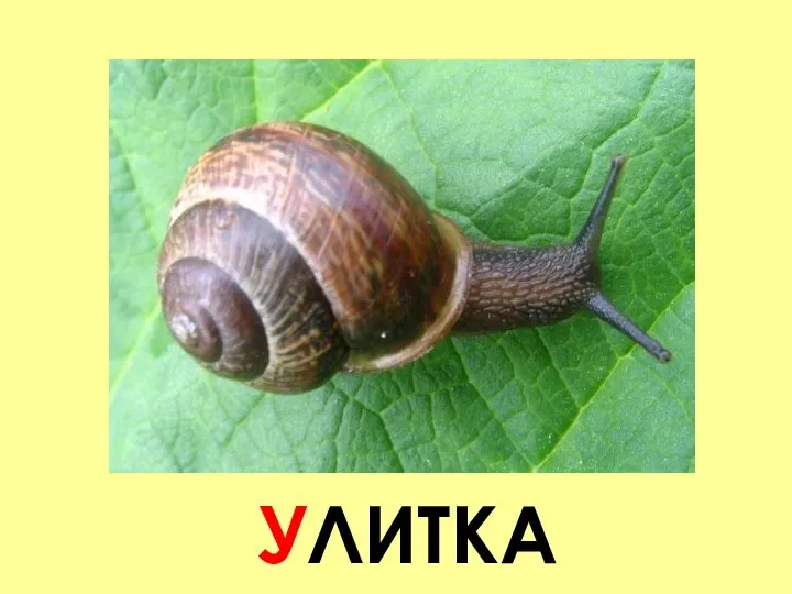 УЛИТКА