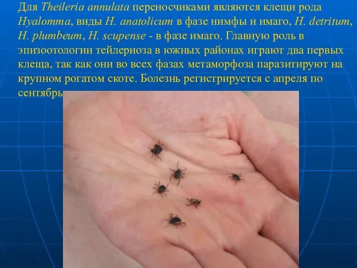 Для Theileria annulata переносчиками являются клещи рода Hyalomma, виды Н. anatolicum