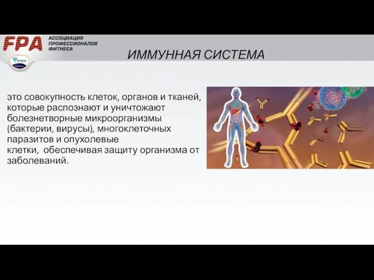 ИММУННАЯ СИСТЕМА это совокупность клеток, органов и тканей, которые распознают и