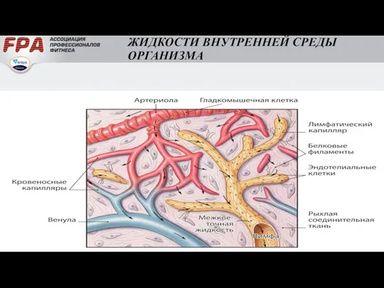 ЖИДКОСТИ ВНУТРЕННЕЙ СРЕДЫ ОРГАНИЗМА