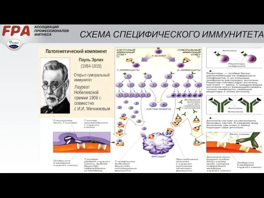 СХЕМА СПЕЦИФИЧЕСКОГО ИММУНИТЕТА