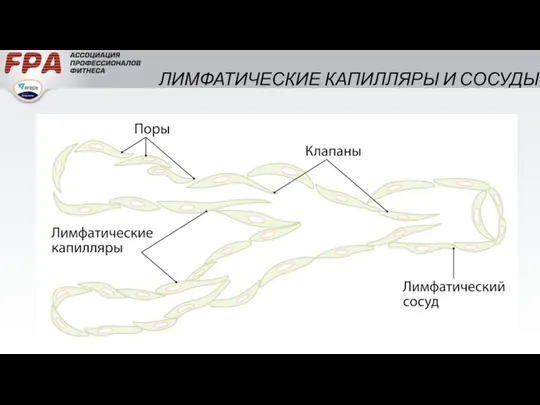 ЛИМФАТИЧЕСКИЕ КАПИЛЛЯРЫ И СОСУДЫ