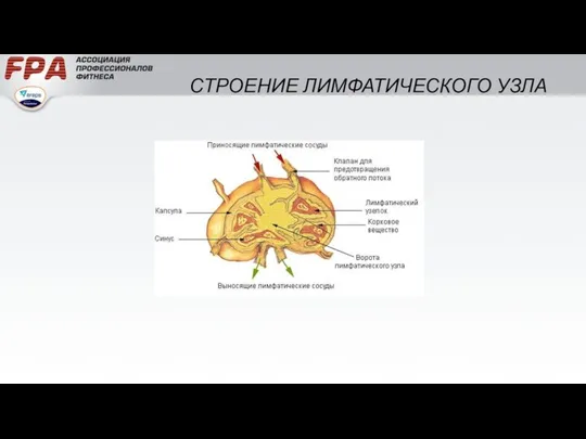 СТРОЕНИЕ ЛИМФАТИЧЕСКОГО УЗЛА