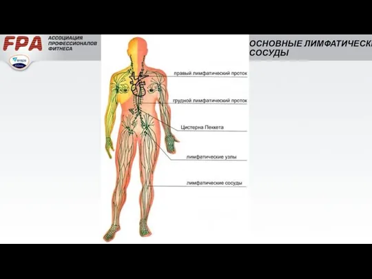 ОСНОВНЫЕ ЛИМФАТИЧЕСКИЕ СОСУДЫ