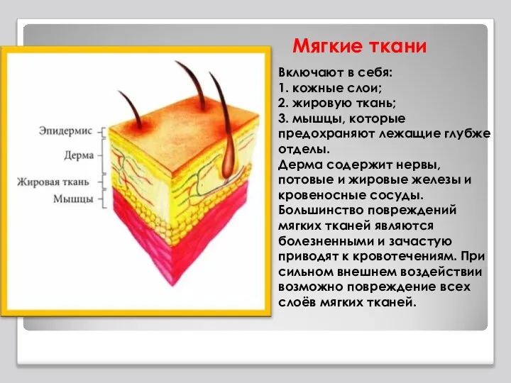 Мягкие ткани Включают в себя: 1. кожные слои; 2. жировую ткань;