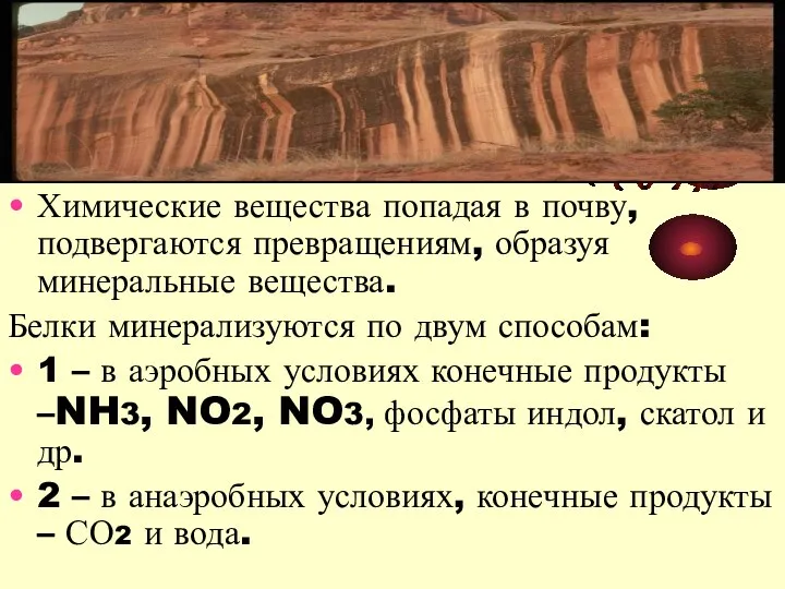 Химические вещества попадая в почву, подвергаются превращениям, образуя минеральные вещества. Белки